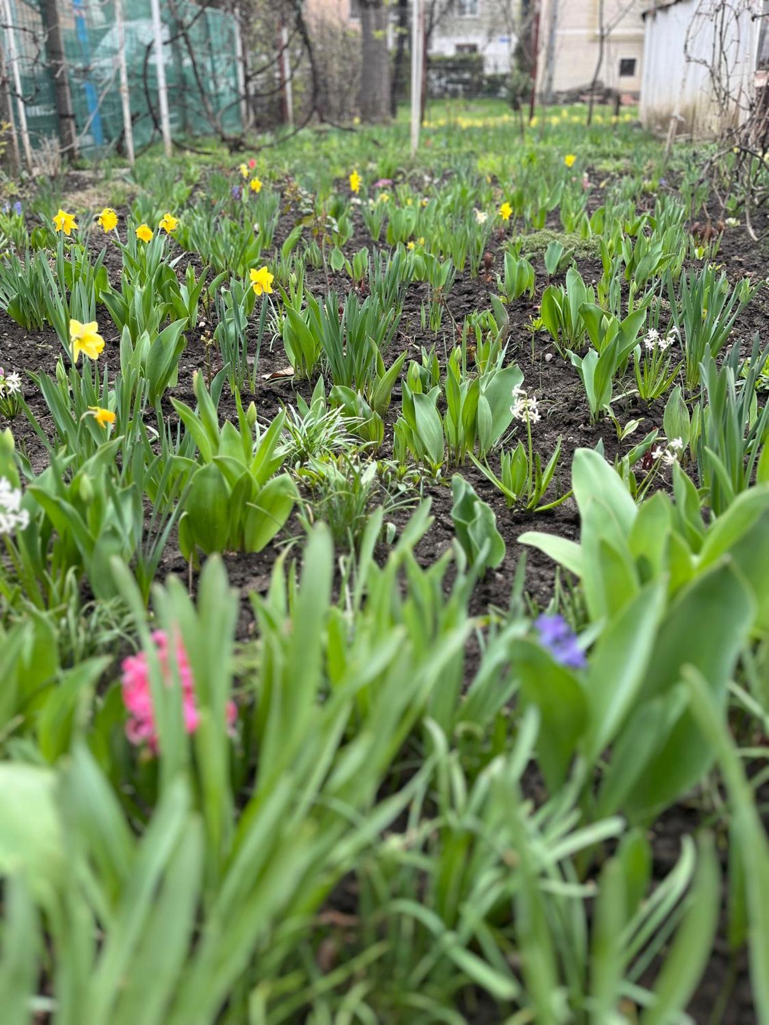 Garden Tiny