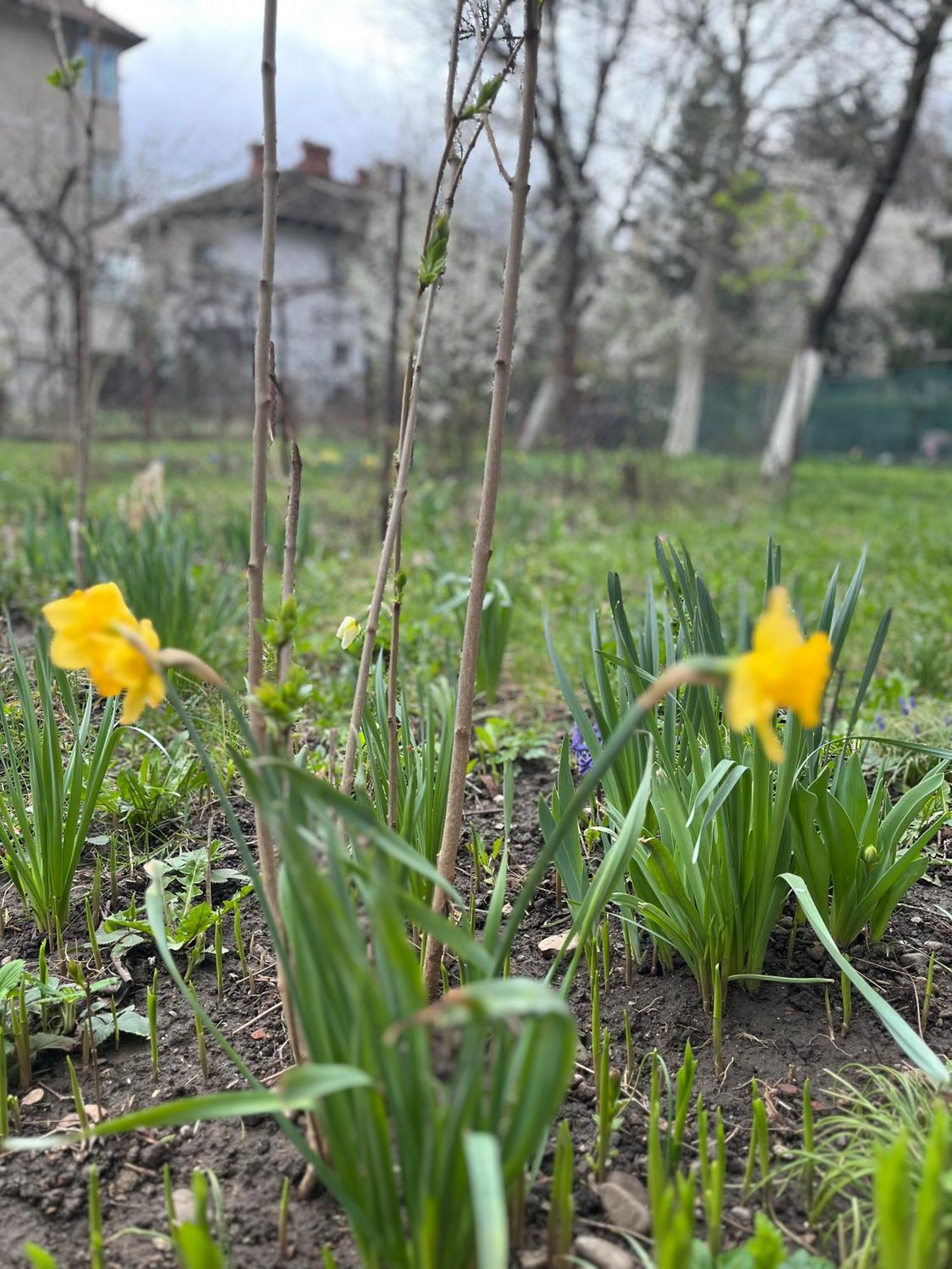 Apartament Garden Tiny Brașov